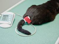 Blutdruckmessung Tierarzt Opp