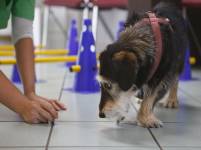 Physiotherapie Hund Tierarztpraxis Opp