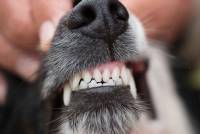 Zahnuntersuchung Hund Katze