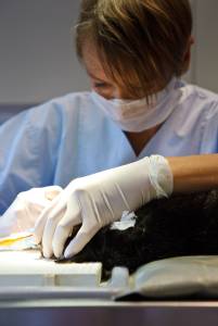 Zahnsanierung Katze mit Trachealtubus